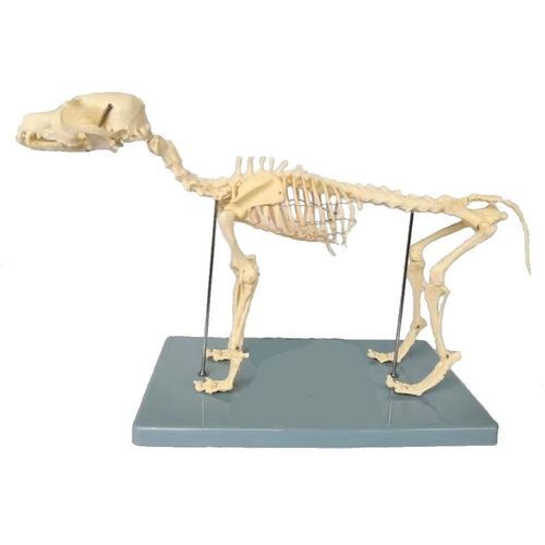 Anatomisches Skelettmodell - Wellden International Inc. - Ganzkörper / für Veterinärmedizin / für die Ausbildung