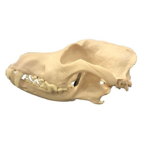 Anatomisches Schädelmodell - Wellden International Inc. - Kopf / für Veterinärmedizin / für die Ausbildung
