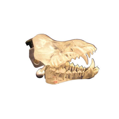 Anatomisches Modell / Gebiss - J0770D - Jorgensen Laboratories - Rippe / für Zahnbehandlung / für Veterinärbehandlung