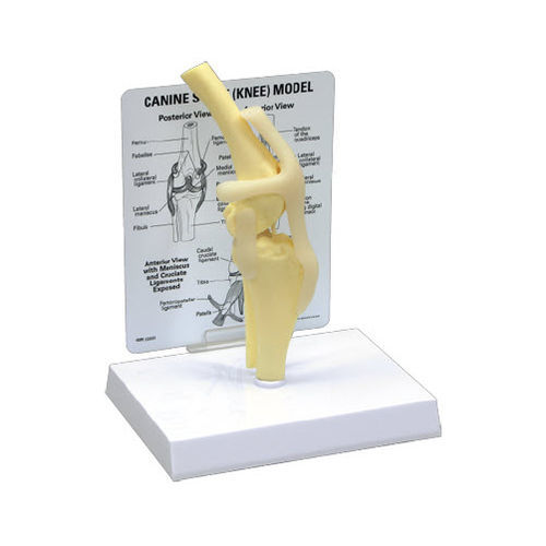 Anatomisches Modell / Gelenk - J0776 - Jorgensen Laboratories - Knie / Zahn / Rippe