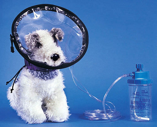 Sauerstoffhaube für Veterinärmedizin - Oxyhood - Jorgensen Laboratories