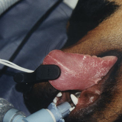 Lingualer SpO2-Sensor - POX022-450 - Mediaid Inc. - für Veterinärmedizin / wiederverwendbar
