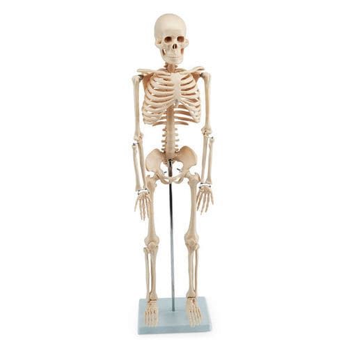 Anatomisches Skelettmodell - SB48602 - Nasco - für die Ausbildung / weiß / mit Gelenk