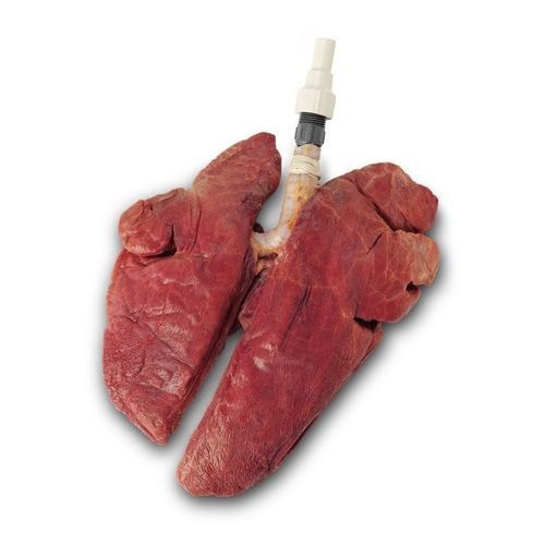 Anatomisches Lungenmodell - LS03764 - Nasco