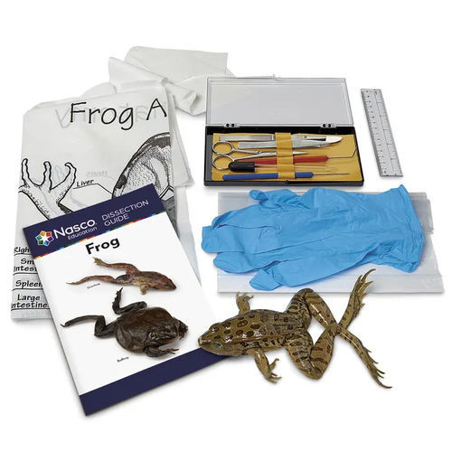 Simulator zum Sezieren - LS03850 - Nasco - Anatomie / für Allgemeinpflege / Kit