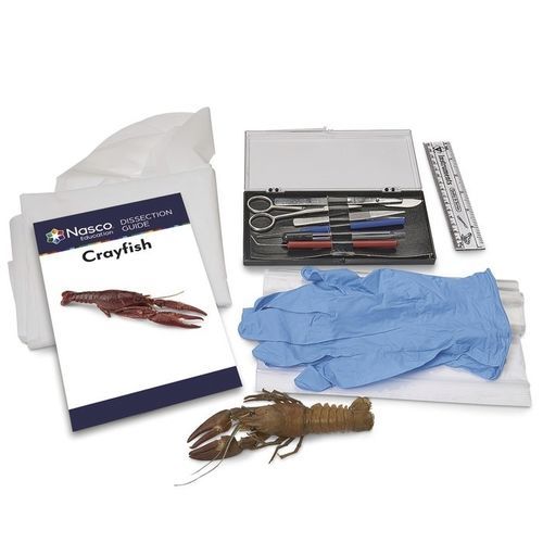 Simulator zum Sezieren - LS03852 - Nasco - Anatomie / Kit / ohne Latex