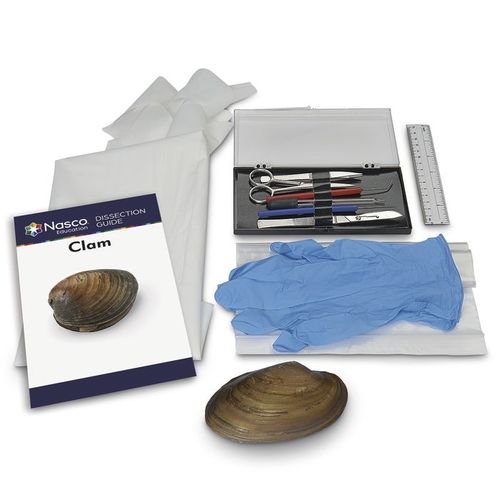 Simulator zum Sezieren - LS03861 - Nasco - Anatomie / Kit / ohne Latex