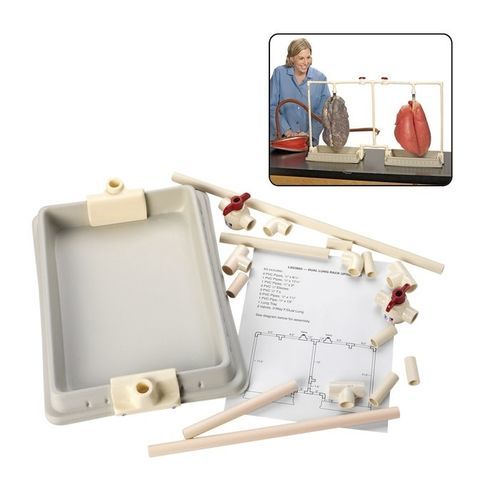 Simulator für Vorführzwecke - LS03805 - Nasco - Anatomie / Kit / zweigeteilt