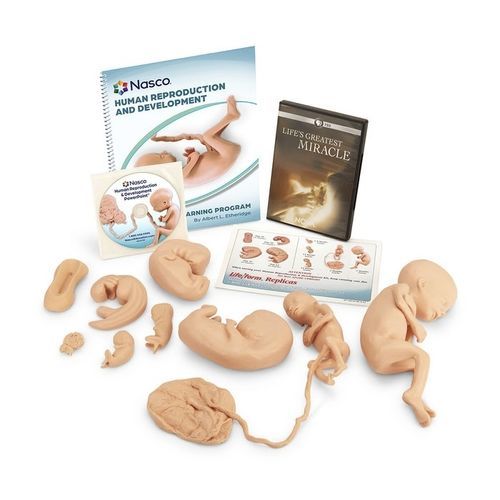 Simulator für die Ausbildung - WA25812 - Nasco - Anatomie / Fötus / Embryo