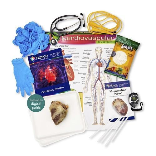 Simulator zum Sezieren - SB51906 - Nasco - Anatomie / Kit / Blutkreislaufsystem