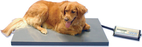 Elektronische Veterinärwaage - SRV942 - SR Instruments - für Großtiere / Plattform / Kabelfernanzeige