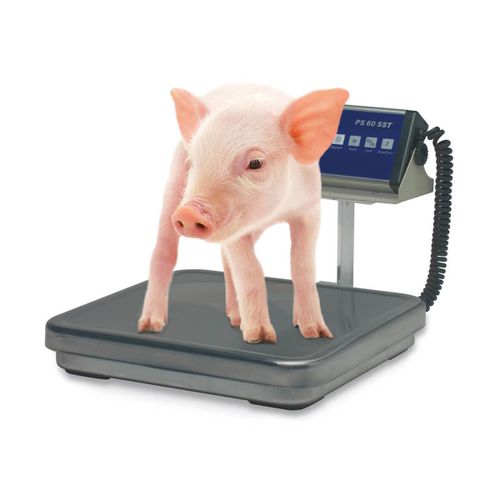 Elektronische Veterinärwaage - PS SST - Bosche GmbH & Co.KG - für Ferkel / Plattform