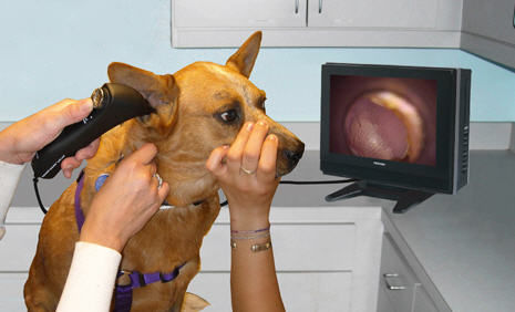 Veterinär-Otoskop / Video - Tele-View® TV-200X - Advanced Monitors Corporation - mit Spekulum