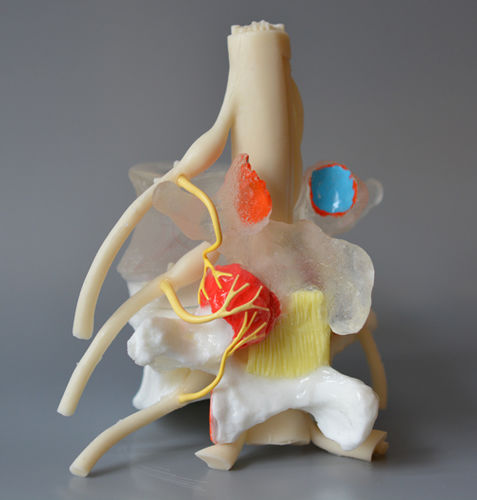Anatomisches Modell / Bandscheibe - Medial Branch  - Dynamic Disc Designs Corp. - für die Ausbildung / mit Nerven / weiß