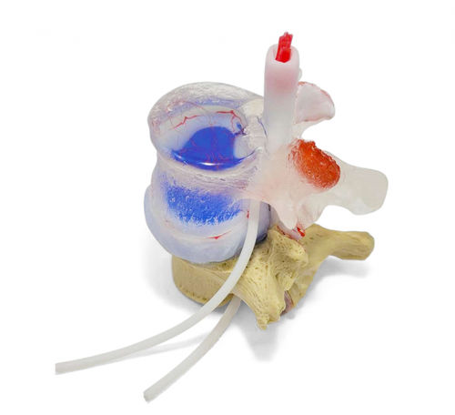 Anatomisches Modell / Bandscheibe - True Blue Professional LxH - Dynamic Disc Designs Corp. - für die Ausbildung / weiß / blau