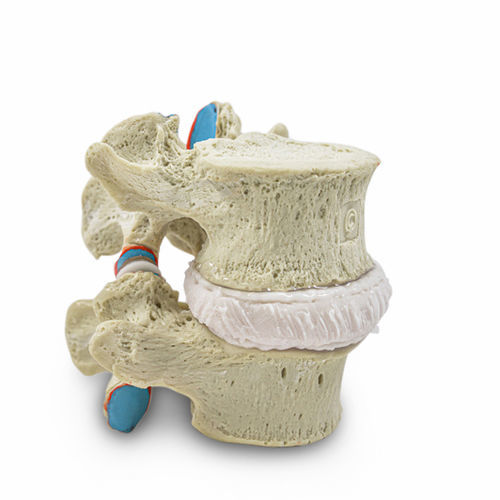Anatomisches Modell / Bandscheibe - Audible Release - Dynamic Disc Designs Corp. - Wirbel / für die Ausbildung / weiß