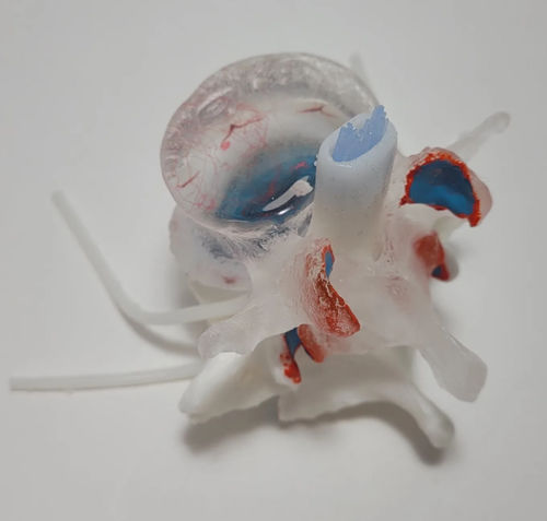 Anatomisches Modell / Bandscheibe - Original LxH Dynamic - Dynamic Disc Designs Corp. - für die Ausbildung / flexibel / transparent