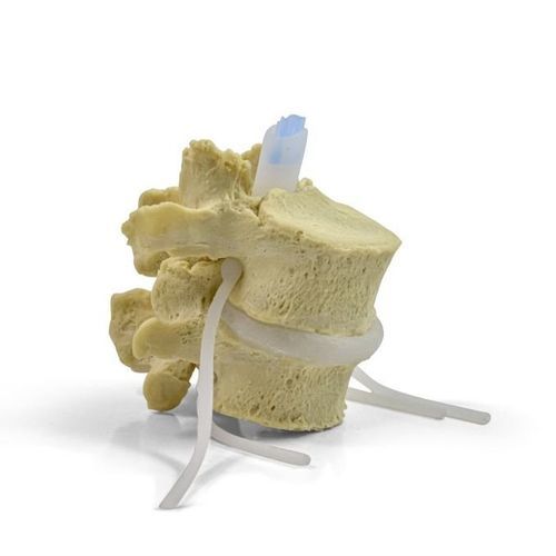 Anatomisches Modell / Knochen - Dynamic Disc Designs Corp. - Lendenwirbel / Bandscheibe / für die Ausbildung