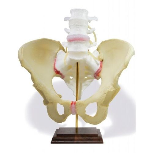 Anatomisches Modell / Becken - Dynamic Disc Designs Corp. - Lendenwirbel / Kreuzbein / für die Ausbildung