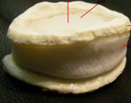 Anatomisches Modell / Bandscheibe - Dynamic Disc Designs Corp. - für die Ausbildung