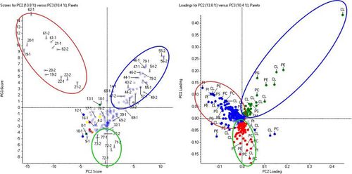 Software für Massenspektrometrie - MarkerView™ - SCIEX - Analyse / Visualisierung / Reporting