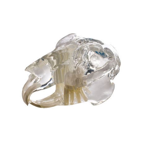 Anatomisches Schädelmodell - D1070 - iM3 - Rippe / für die Ausbildung / Kaninchen