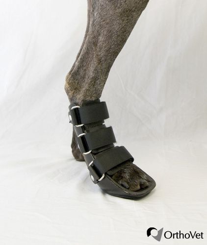 Veterinär-Schiene / für Pfote - Bootie - OrthoVet - für Hunde