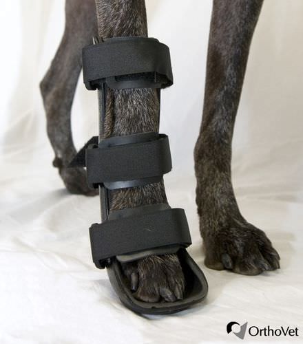 Veterinär-Schiene / für Pfote - Front - OrthoVet - für Hunde