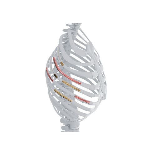 Kompressionsplatte für Rippen - MatrixRIB™ - Depuy Synthes - für Brustbein / Thorax / mit Verriegelung