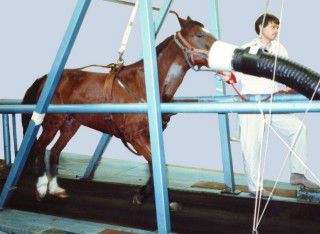 Sauerstoffgenerator für Veterinärmedizin - VO2 VCO2 Oxymax XL - Columbus Instruments - stationär