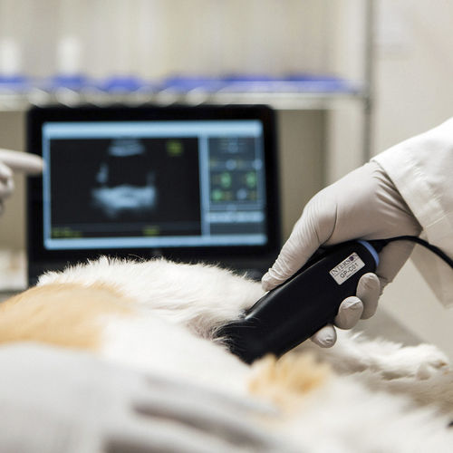 Tierärztliches Ultraschallsystem / Handgerät - SiMPLi GP Vet - Interson - Multifunktion / für Haustiere / Schwarz-Weiß