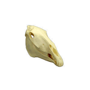 Anatomisches Schädelmodell - MAI AH #53900 - Veterinary Dental Products - Zahn / Dental / für Veterinärmedizin