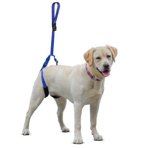 Tragegurt zum Gehen - Walkin’ Up-n-Go - Walkin' Pets - Bein / für Hunde