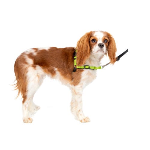 Tragegurt zum Gehen - Deluxe Easy Walk® - PetSafe - für Veterinärmedizin / für Hunde