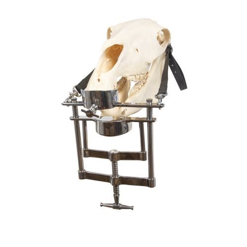 Mundöffner für Veterinärmedizin - Gunther - Equus Dental - Dental