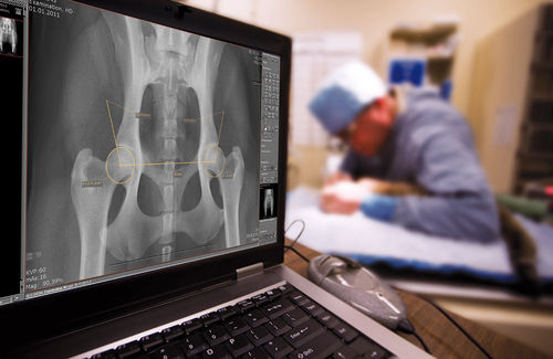 Management-Software - dicomPACS® vet Basic  - OR Technology - Oehm und Rehbein - für veterinäres Röntgen