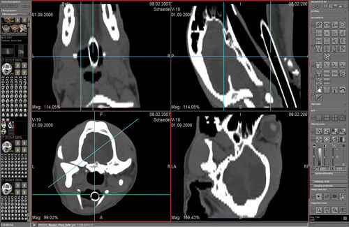 Bildanalyse-Software - dicomPACS® VET - OR Technology - Oehm und Rehbein - Computertomographie / MRT / für Veterinärmedizin