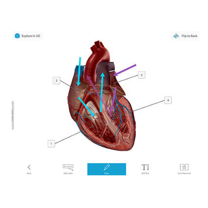 Management-Software - Courseware - Visible Body - 3D-Visualisierung / Ausbildung / medizinisch