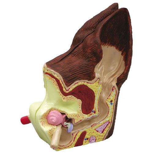 Ohr anatomisches Modell - 7.16.017 - Doctorgimo - Cochlea / Gehörgang / Gehörknöchelchen