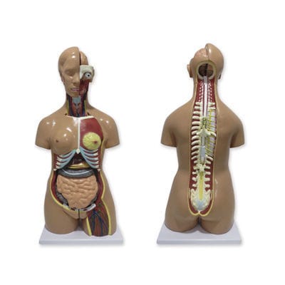 Anatomisches Modell / Oberkörper - QBB041 - Auxilab S.L. - Ausbildung / zweigeschlechtlich