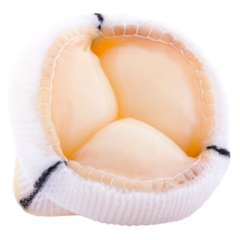 Biologischer Aortenklappenersatz / Aorta - TLPB - Labcor - aus Schweinegewebe