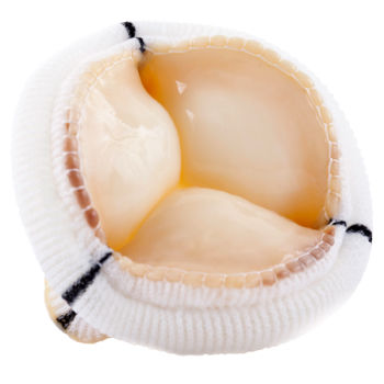 Biologischer Aortenklappenersatz / Mitral - TLPB - Labcor - aus Schweinegewebe