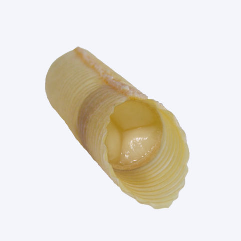 Vaskuläre Bioprothese / Arterie - T08 - Labcor - mit Ventil / für Kinder