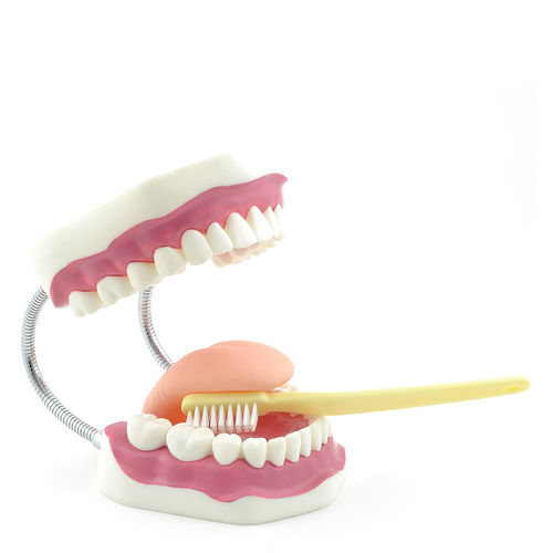 Anatomisches Modell / Zahn - H130372  - HeineScientific® - Dental / für die Zahnhygiene / für die Ausbildung