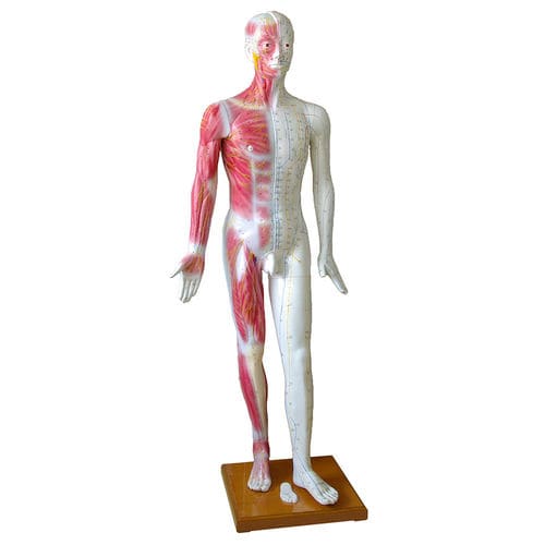 Anatomisches Modell / Muskel - H131300 - HeineScientific® - Ganzkörper / Akupunktur / für die Ausbildung