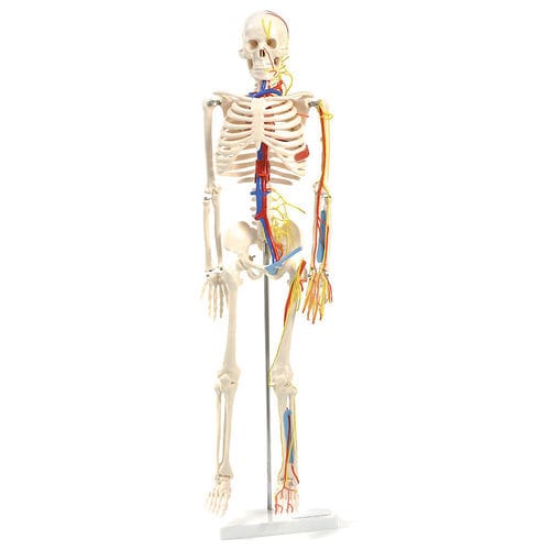 Anatomisches Modell / Nerv - H130497  - HeineScientific® - Ganzkörper / Skelett / Blutkreislaufsystem
