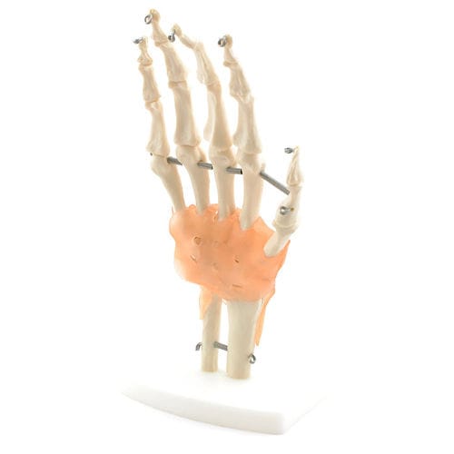 Anatomisches Skelettmodell - H130371  - HeineScientific® - Hand / für die Ausbildung / weiß