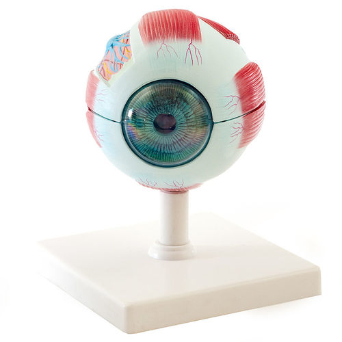 Auge anatomisches Modell - H139036  - HeineScientific® - für die Ausbildung / Kunststoff / mit Muskulatur