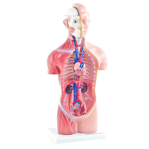 Anatomisches Modell / Oberkörper - H131120  - HeineScientific® - für die Ausbildung / Kunststoff / mit Muskulatur