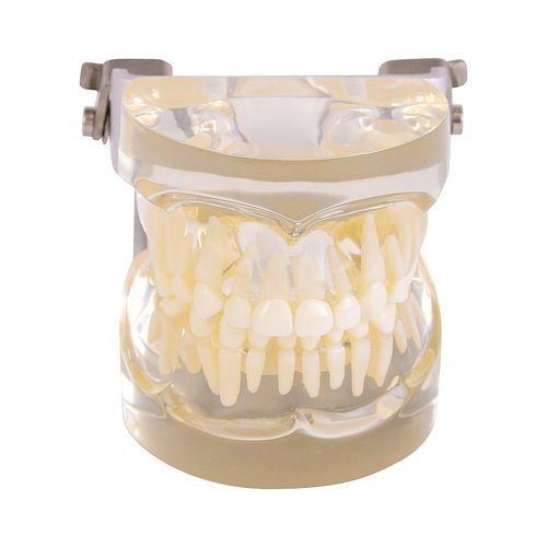 Anatomisches Modell / Zahn - H131077  - HeineScientific® - Kiefer / Dental / für die Ausbildung